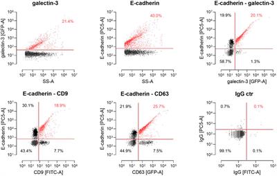 Late domain dependent E-cadherin recruitment into extracellular vesicles